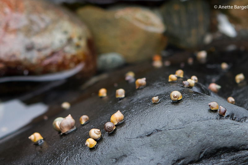 Snäckor (sniglar) på sten Bohuslän