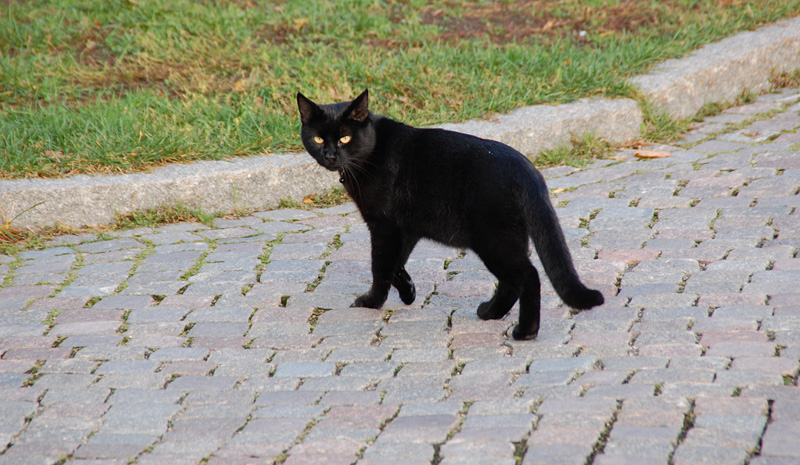 svart katt går över gatan