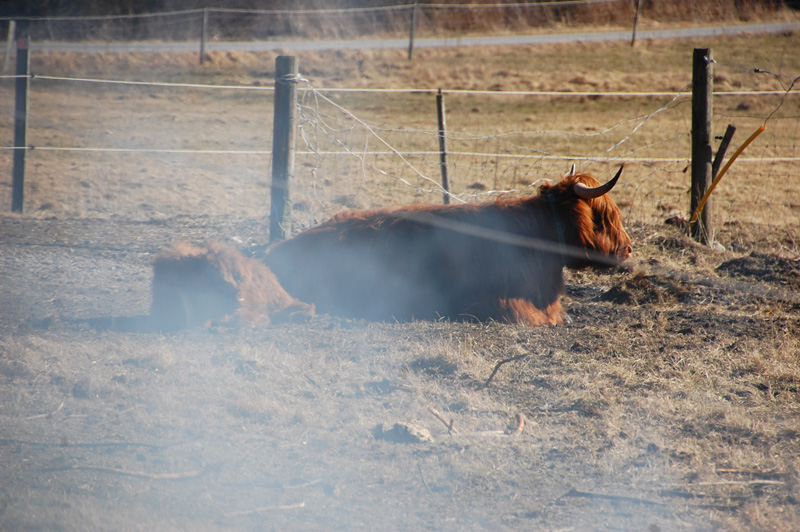 Highland cattle bohuslän