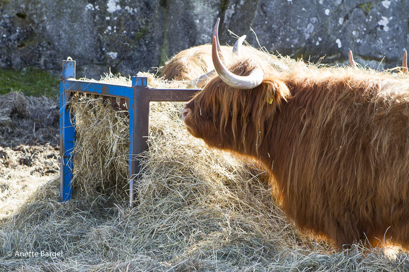 highland cattle bohuslän