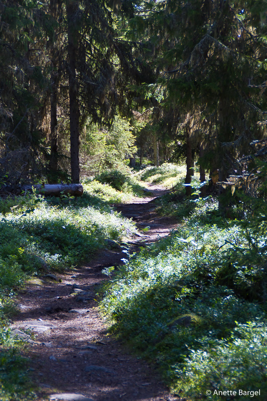 skogsstig i Luleå skärgård