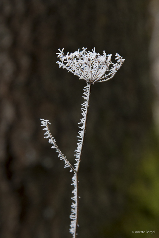 Frostig växt