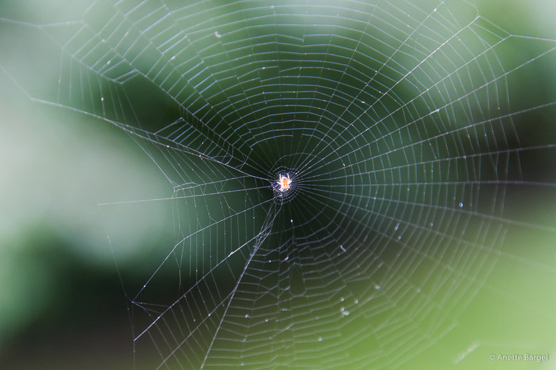 spindel i sitt nät