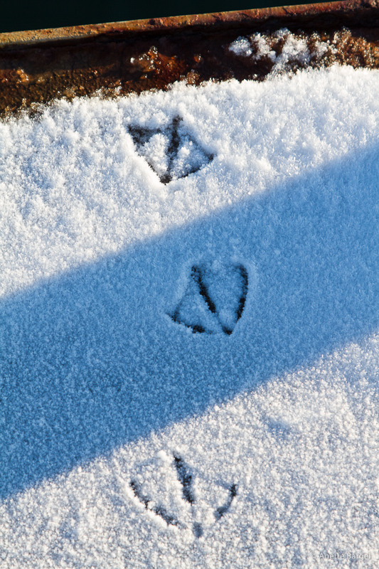 fågelspår i snö